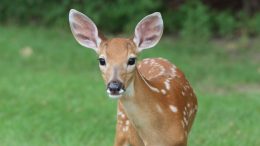 deer population vaccine